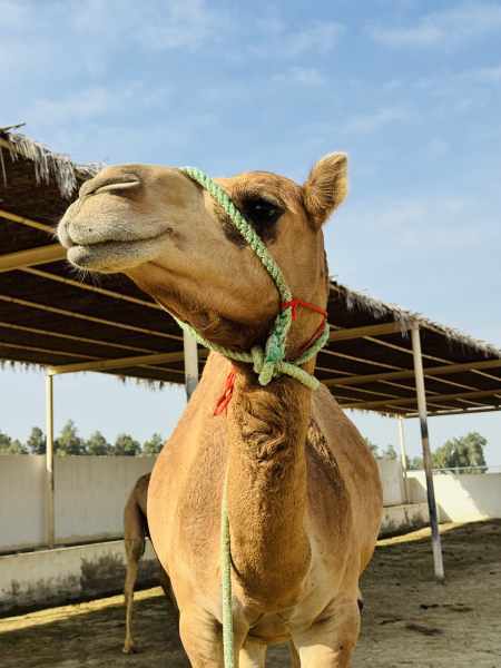 Around Bahrain Shared Tour (For MSC Euribia Tourists) 7H photo 43