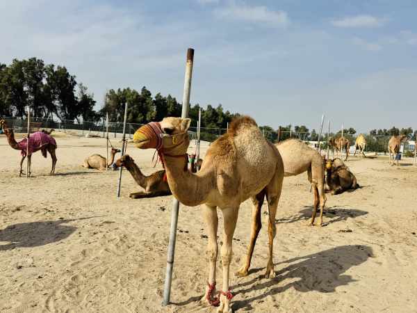 Around Bahrain Shared Tour (For MSC Euribia Tourists) 7H photo 44