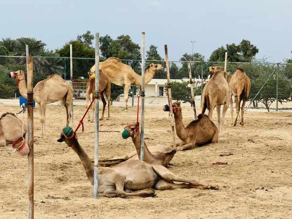 Discover Bahrain’s top attractions on a private Tour photo 6