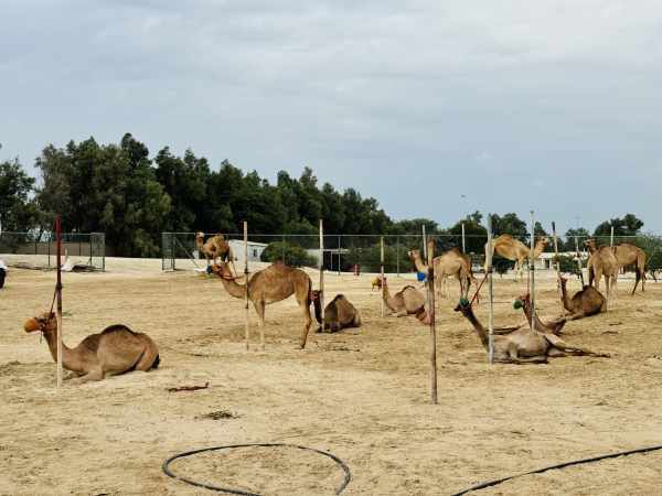 Discover Bahrain’s top attractions on a private Tour photo 7