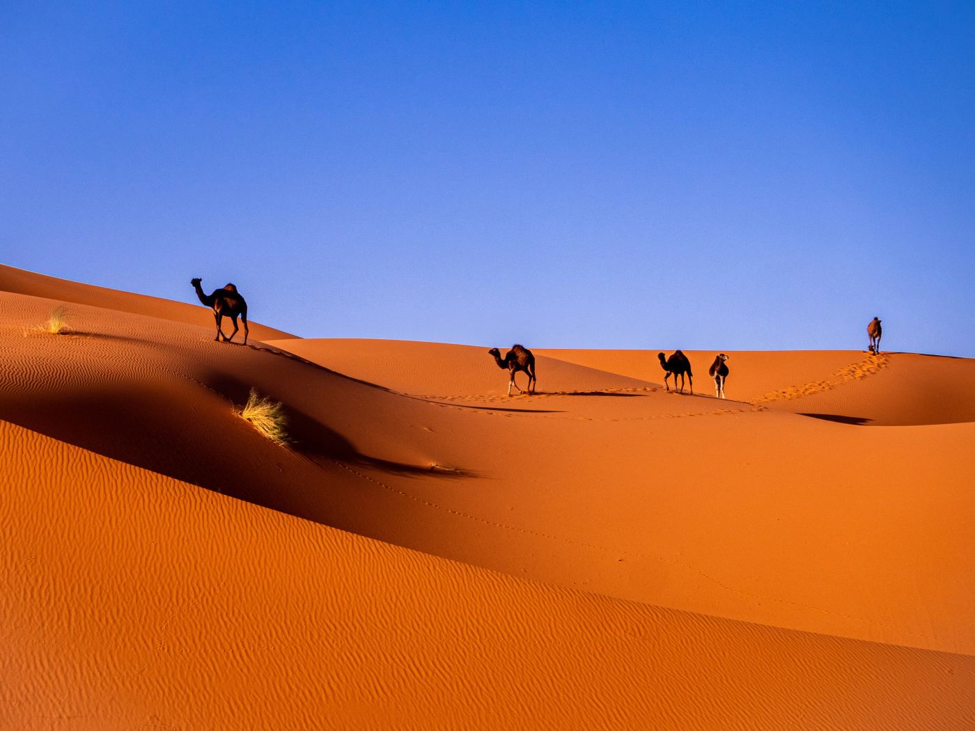 From Marrakech: 3-Day Merzouga and Sahara Desert Tour photo 2